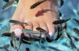 Garra Rufa: los peces que exfolian la piel
