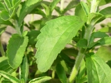 Stevia, la nueva reina de los edulcorantes